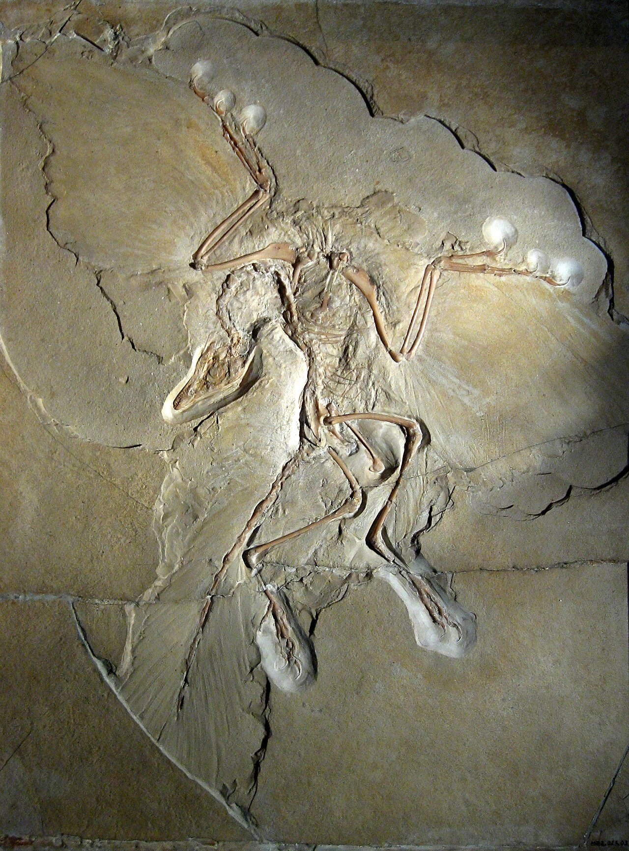 Berliński okaz *Archaeopteryx* — słynne „ogniwo” łączące dinozaury z ptakami: ma pióra jak ptak, ale i zęby oraz długi kostny ogon jak nieptasie teropody. Fot. H. Raab, Wikimedia Commons.jpg), CC BY-SA 3.0.