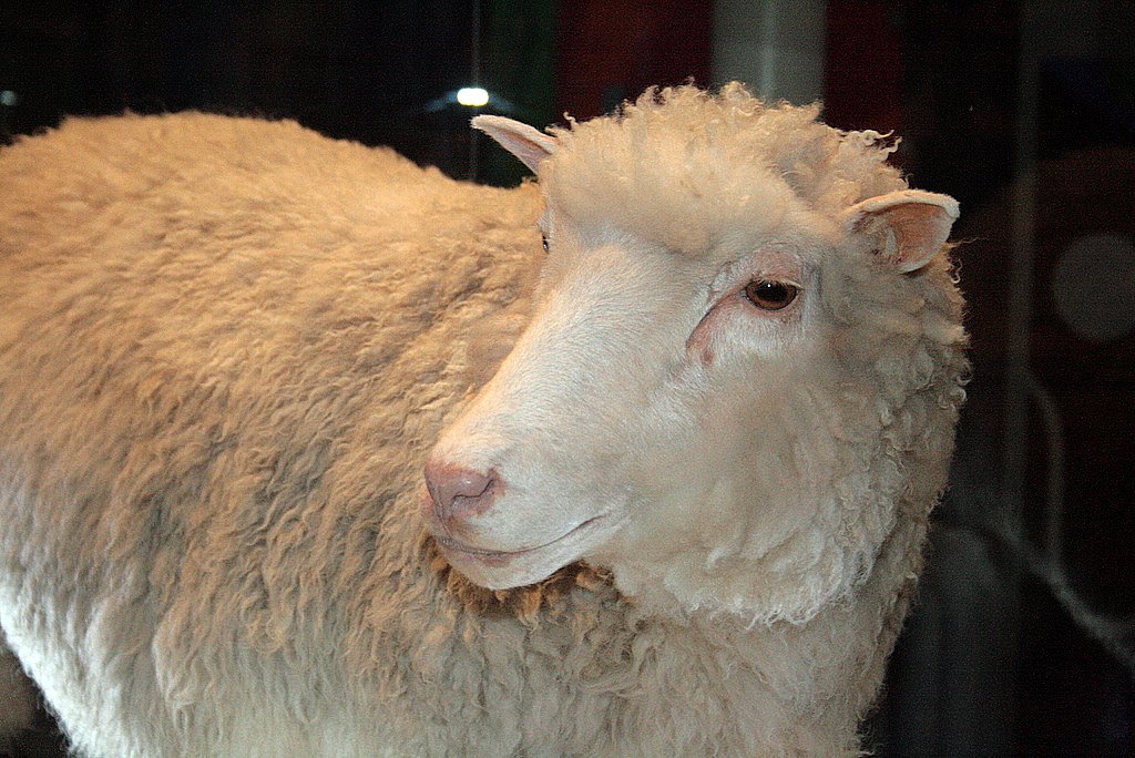 Dolly jako eksponat w National Museum of Scotland w Edynburgu. Fot. Toni Barros, Wikimedia Commons, CC BY-SA 2.0.