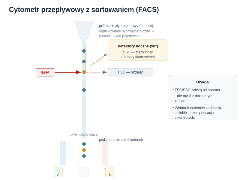 Zasada cytometru z sortowaniem: płyn osłonowy ustawia komórki w pojedynczy strumień, laser je „odpytuje", detektory mierzą rozproszenie i fluorescencję, a przy sortowaniu naładowane krople są odchylane do osobnych pojemników.