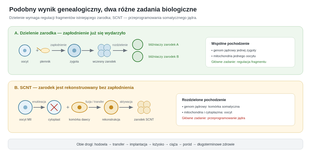 Porównanie pochodzenia i głównego zadania biologicznego. Dzielenie zarodka rozpoczyna się od zapłodnionej zygoty i wymaga regulacji dwóch fragmentów. SCNT łączy cytoplast oocytu z jądrem somatycznym, wymaga aktywacji i przeprogramowania, a następnie przechodzi te same późniejsze progi implantacji, łożyska i ciąży.