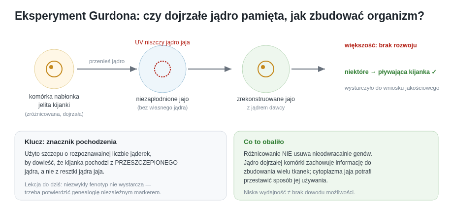 Logika doświadczenia Gurdona: jądro dojrzałej komórki jelita, przeniesione do jaja pozbawionego własnego jądra, u części jaj wystarczało do rozwoju w kijankę. To obaliło pogląd, że różnicowanie nieodwracalnie usuwa geny.