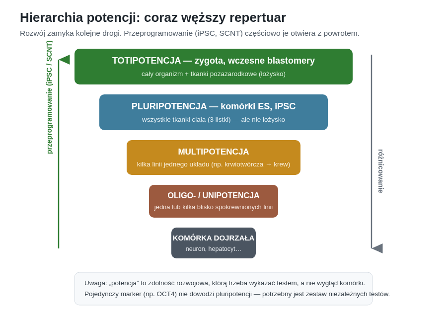 Potencja rozwojowa jako lejek: im dalej w rozwoju, tym węższy repertuar. Przeprogramowanie (iPSC, SCNT) potrafi częściowo cofnąć komórkę w górę tej hierarchii.