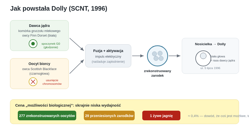 Schemat eksperymentu: jądro dorosłej komórki gruczołu mlekowego trafia do pozbawionego chromosomów oocytu, impuls elektryczny wywołuje fuzję i aktywację, a zrekonstruowany zarodek rozwija się w nosicielce. Cały wynik to jedno jagnię z 277 prób.