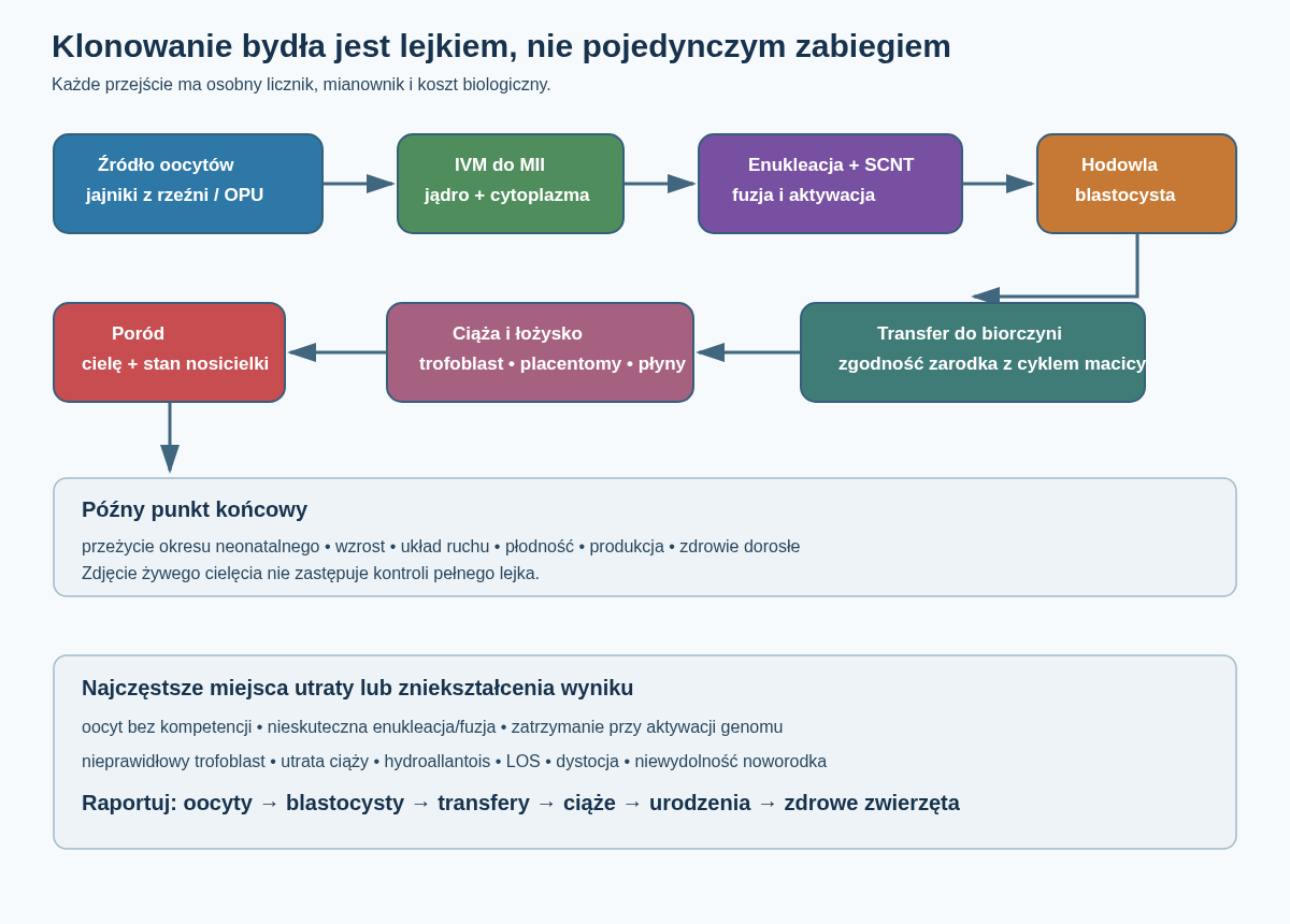 Lejek klonowania bydła od jajników i oocytów przez IVM, SCNT, blastocystę, transfer i łożysko do cielęcia. Każdy etap ma inny mianownik, a zdrowe żywe urodzenie jest znacznie późniejszym punktem końcowym niż blastocysta.