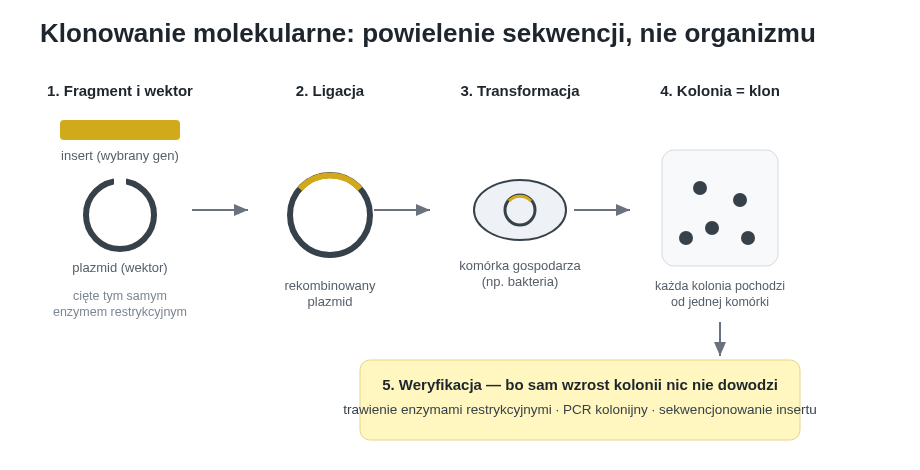 Klasyczny cykl klonowania do wektora. Kluczowy jest ostatni etap: sam wzrost kolonii nie dowodzi, że w plazmidzie znalazła się właściwa sekwencja bez błędów.