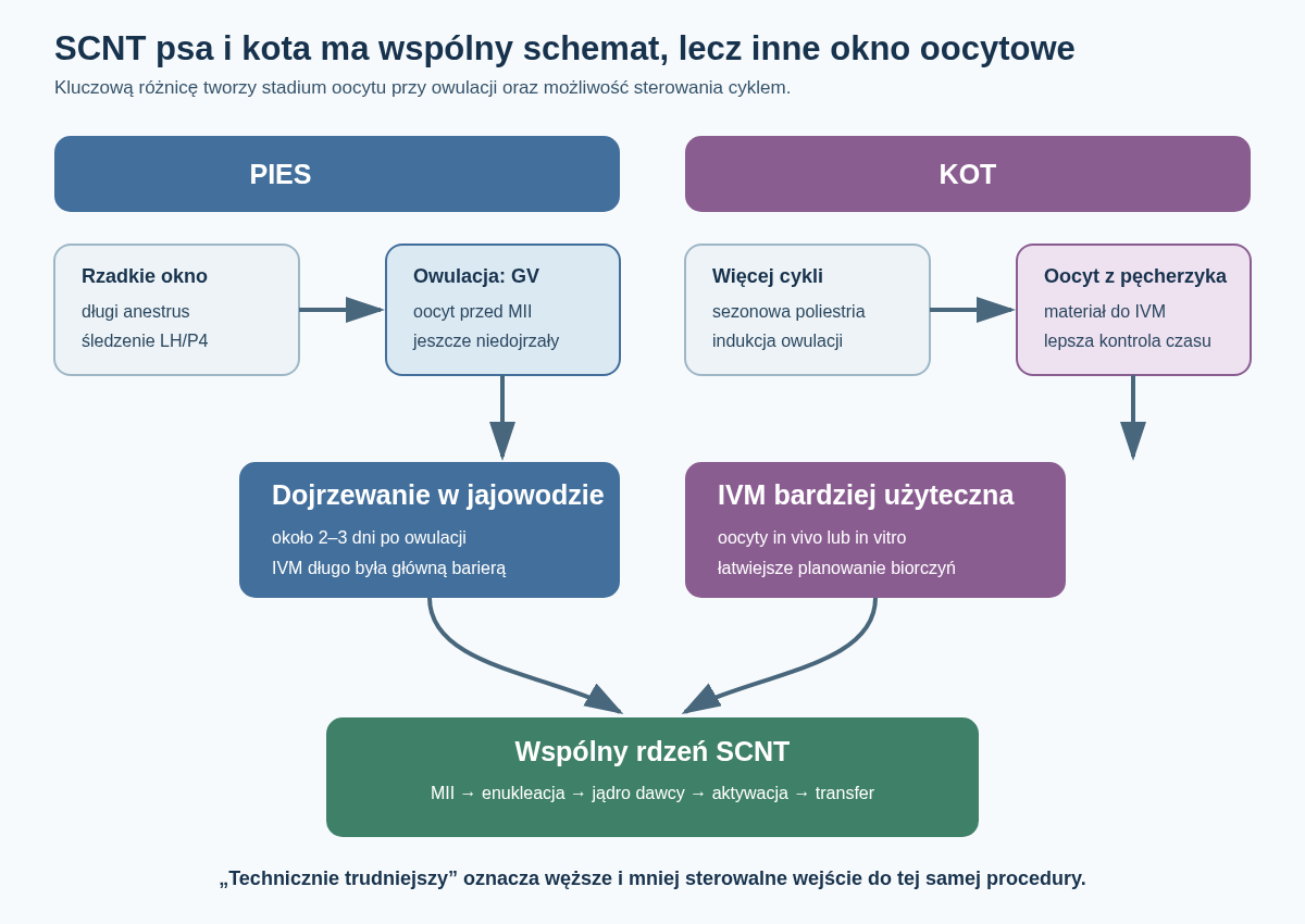 Porównanie logistycznego okna SCNT u psa i kota. U suki oocyt owuluje niedojrzały i osiąga MII w jajowodzie, dlatego pobranie zależy od dokładnego śledzenia cyklu oraz dawczyń dostępnych w odpowiednim dniu. U kotki oocyty można pozyskiwać z pęcherzyków i dojrzewać in vitro, a owulację i synchronizację łatwiej kontrolować hormonalnie.