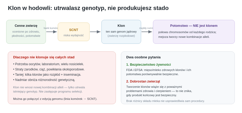 W hodowli klon utrwala genotyp cennego zwierzęcia jako rozpłodnika — ale jego potomstwo z normalnego rozrodu nie jest już klonem. Bezpieczeństwo żywności i dobrostan zwierząt to dwa osobne pytania.