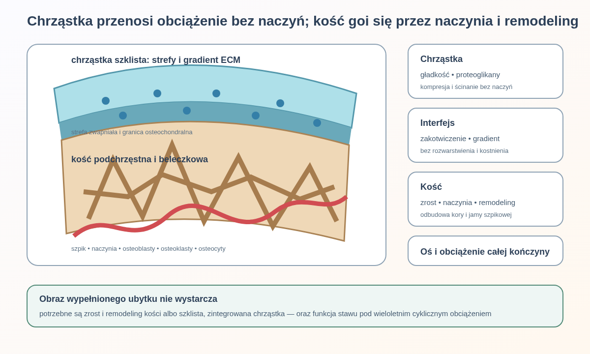 Regeneracja osteochondralna łączy beznaczyniową, strefową chrząstkę ze zwapniałą granicą i unaczynioną kością podchrzęstną. Każda warstwa ma inne komórki, ECM, mechanikę i kryterium sukcesu.