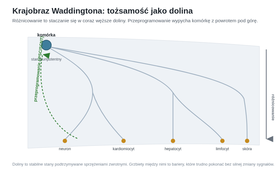 Klasyczna metafora Conrada Waddingtona: rozwój to staczanie się w coraz węższe doliny. Doliny są stabilne, a grzbiety między nimi to bariery, które przeprogramowanie musi pokonać.