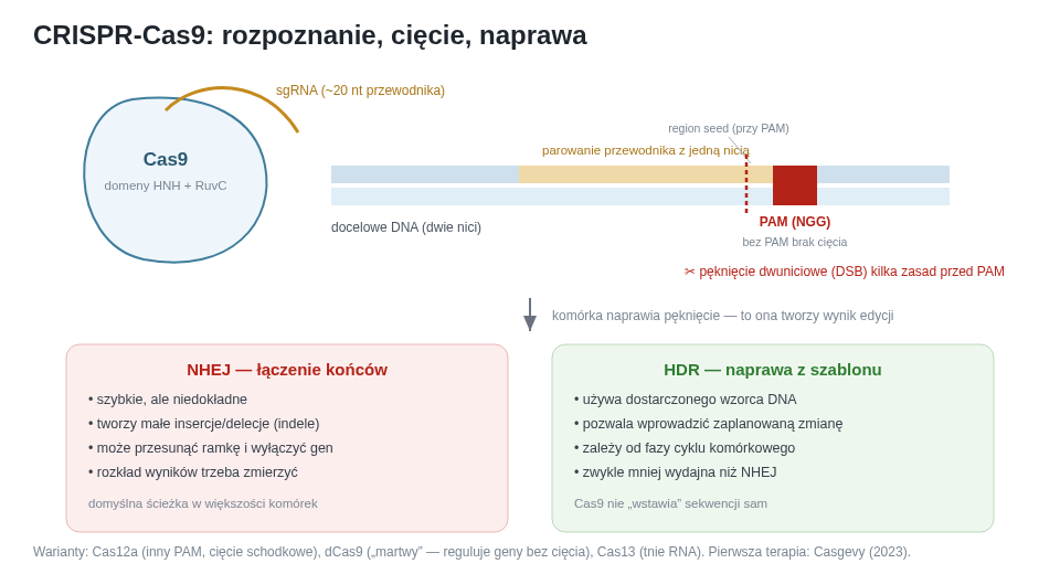 Kompleks Cas9–sgRNA najpierw rozpoznaje PAM, następnie tworzy hybrydę RNA–DNA i po aktywacji domen nukleazowych przecina obie nici. Pęknięcie jest dopiero substratem dla konkurujących dróg naprawy, dlatego nie wyznacza jednego produktu edycji.