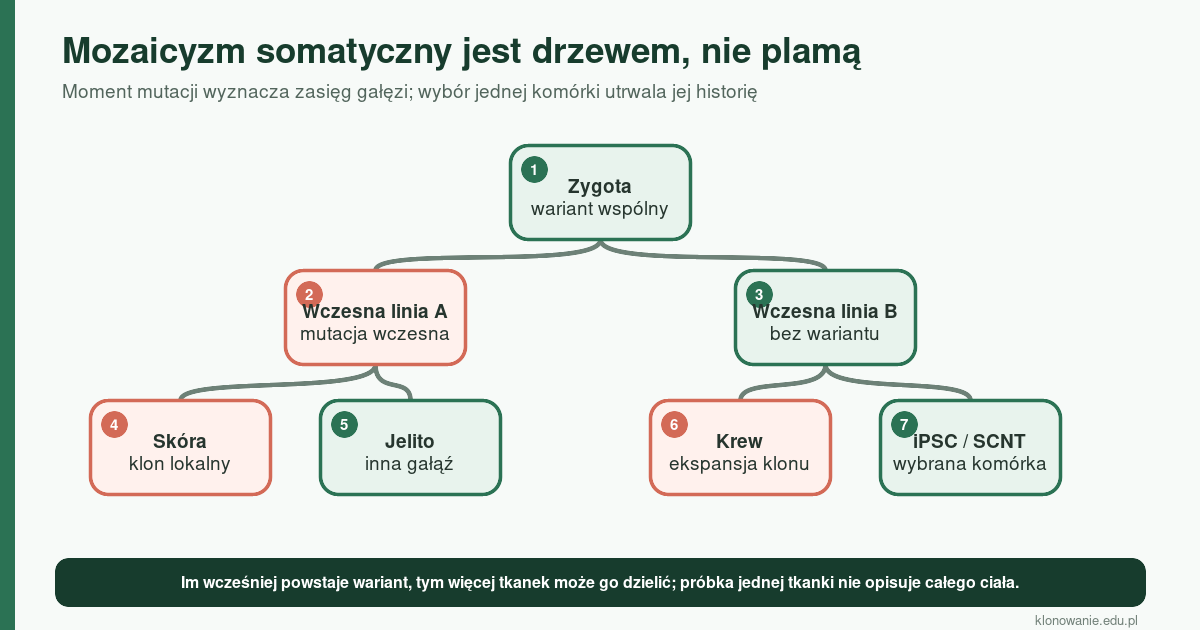 Mozaicyzm somatyczny człowieka: dlaczego pojedyncza komórka nie reprezentuje genomu całego organizmu