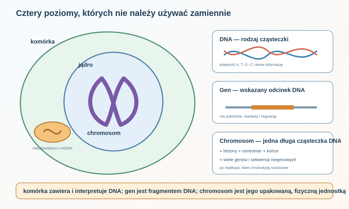 Komórka zawiera jądro i mitochondria. W jądrze znajdują się chromosomy, każdy zbudowany z długiej cząsteczki DNA i białek. Gen jest określonym odcinkiem DNA, a nie osobnym obiektem leżącym obok niego.