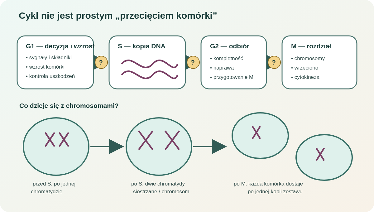 Cykl komórkowy obejmuje decyzję i wzrost w G1, kopiowanie DNA w fazie S, kontrolę i przygotowanie w G2 oraz rozdział chromosomów i komórki w fazie M.