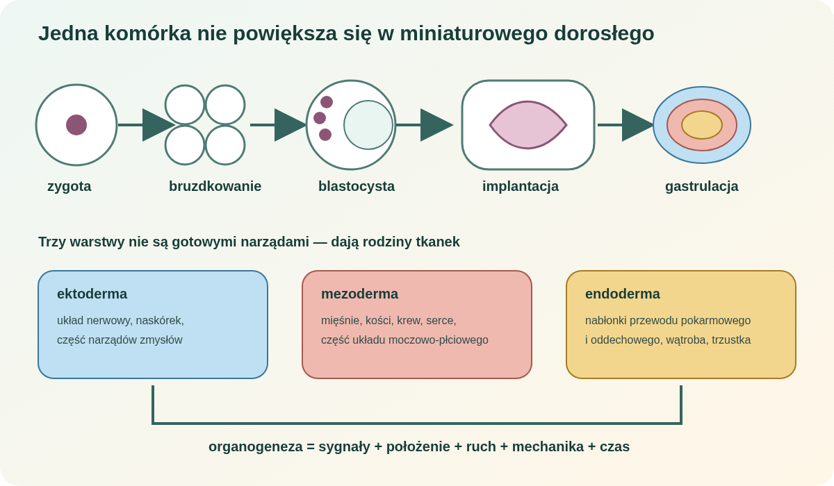 Od zygoty przez bruzdkowanie, blastocystę, implantację i gastrulację do trzech listków zarodkowych. Narządy powstają dzięki sygnałom, położeniu, ruchowi, mechanice i czasowi.