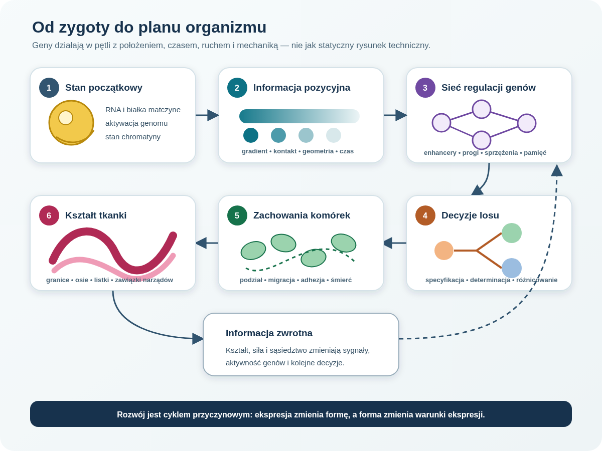 Plan organizmu wyłania się z kolejnych pętli: materia matczyna i aktywacja genomu, sygnały pozycyjne, sieci regulacji genów, decyzje losu, ruchy oraz mechanika tkanek, a następnie informacja zwrotna.