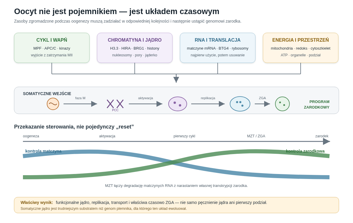 Oocyt jako układ czasowy, a nie pojemnik. Zasoby nagromadzone podczas oogenezy wykonują cztery nakładające się zadania: sterują cyklem i aktywacją, przepakowują chromatynę, podtrzymują metabolizm oraz przebudowują pulę RNA. Wynikiem ma być nie wyczyszczone jądro, lecz zarodek zdolny do replikacji, transportu jądrowego i aktywacji własnego genomu.