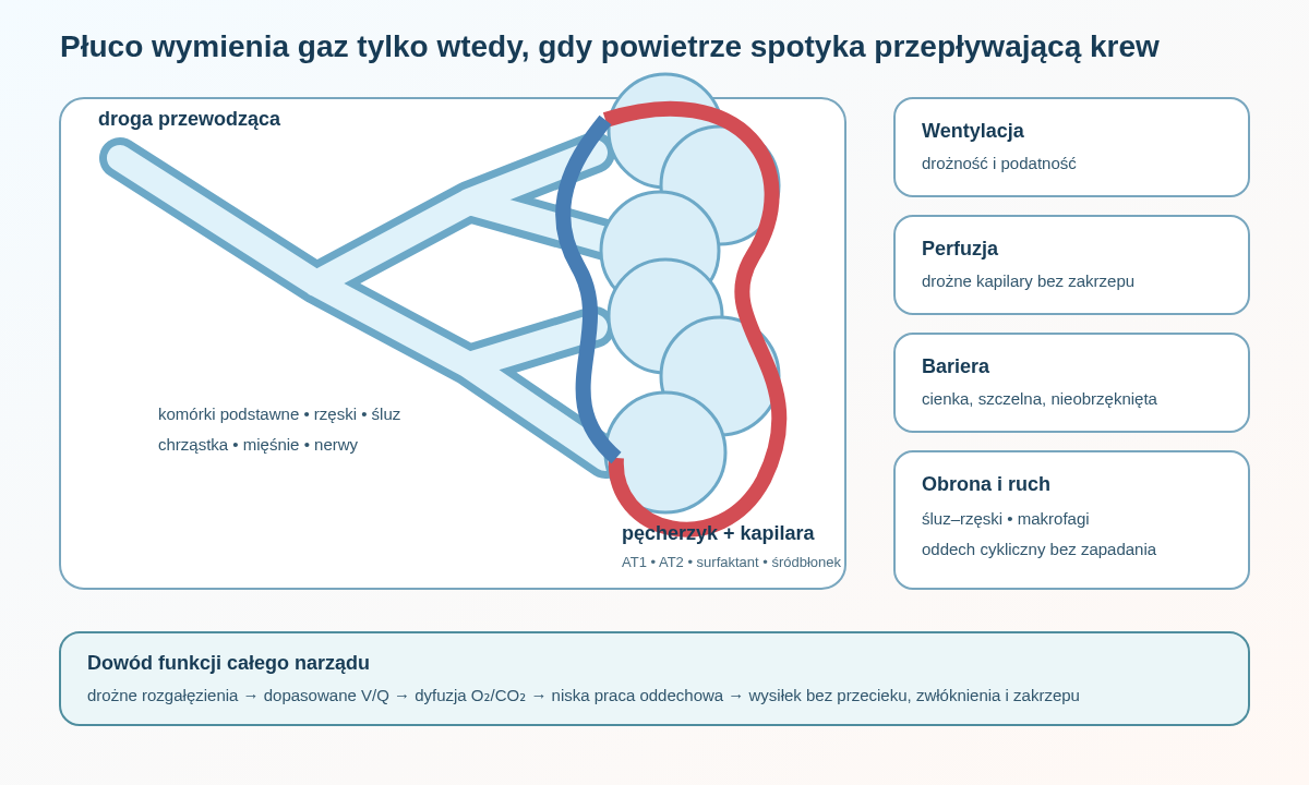 Płuco działa dzięki połączeniu rozgałęzionych dróg oddechowych z oczyszczaniem śluzowo-rzęskowym, pęcherzyków z surfaktantem oraz kapilar. Wymiana gazowa wymaga miejscowego dopasowania wentylacji i perfuzji.