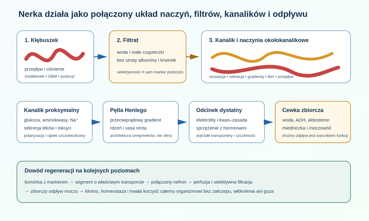 Regeneracja nerki wymaga połączenia przepływu krwi, selektywnej bariery filtracyjnej, segmentowego transportu kanalikowego, naczyń okołokanalikowych, mechanizmów zagęszczania oraz drożnego odpływu moczu.