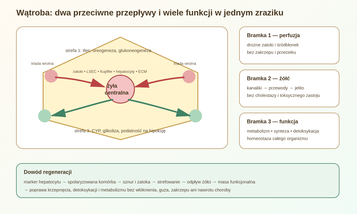 W zraziku krew płynie od triad wrotnych do żyły centralnej, a żółć w przeciwnym kierunku. Regeneracja wymaga odtworzenia obu sieci, strefowania metabolicznego i odpowiedniej masy funkcjonalnej.