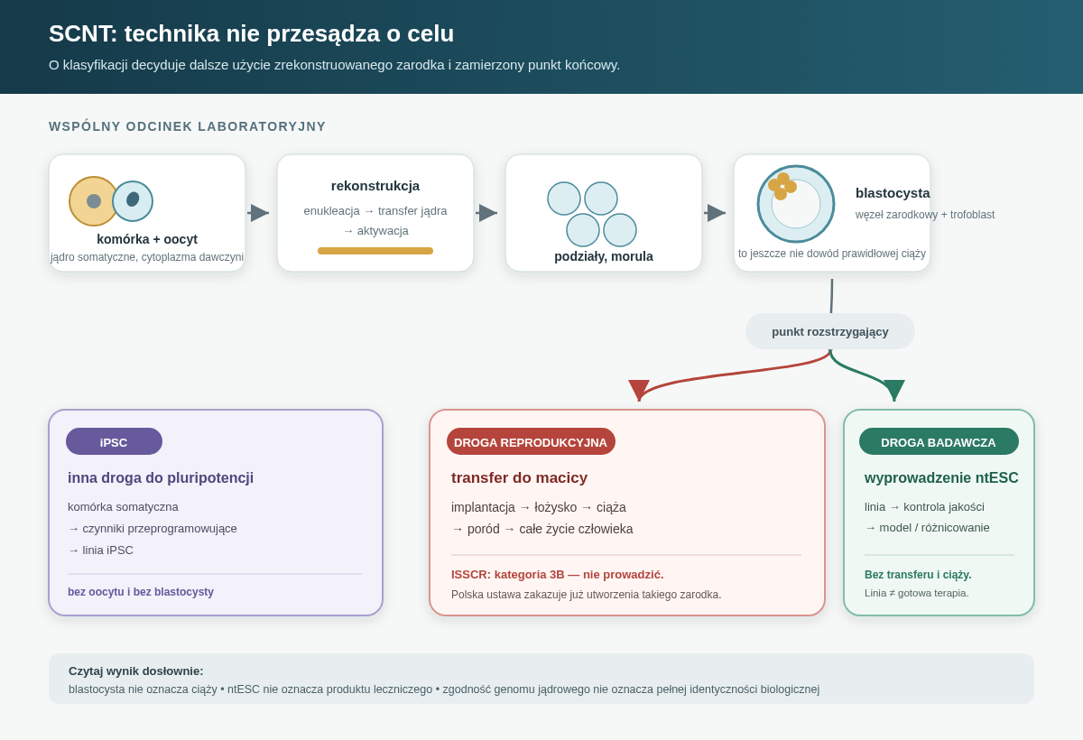 Po rekonstrukcji oocytu i rozwoju do blastocysty procedury rozchodzą się według punktu końcowego. Transfer do macicy oznacza drogę reprodukcyjną, której nie należy podejmować. Wyprowadzenie ntESC prowadzi do linii badawczej, nie do gotowej terapii. iPSC stanowią trzecią drogę: przeprogramowanie komórki bez oocytu i blastocysty.