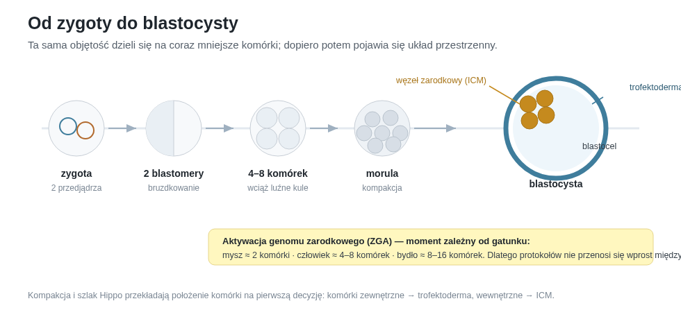 Przedimplantacyjny rozwój ssaka: bruzdkowanie dzieli tę samą objętość, aktywacja genomu zarodkowego zachodzi w różnym czasie u różnych gatunków, a kompakcja i szlak Hippo prowadzą do pierwszego podziału linii.