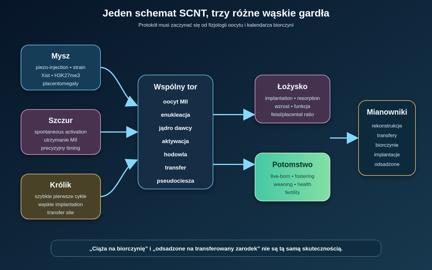 Porównanie SCNT myszy, szczura i królika: u myszy piezo-injection i modelowe badanie epigenomu, u szczura kontrola przedwczesnej aktywacji oocytu, u królika szybki cykl oraz wąskie okno synchronizacji; wszystkie tory spotykają się w transferze, łożysku i ocenie potomstwa.