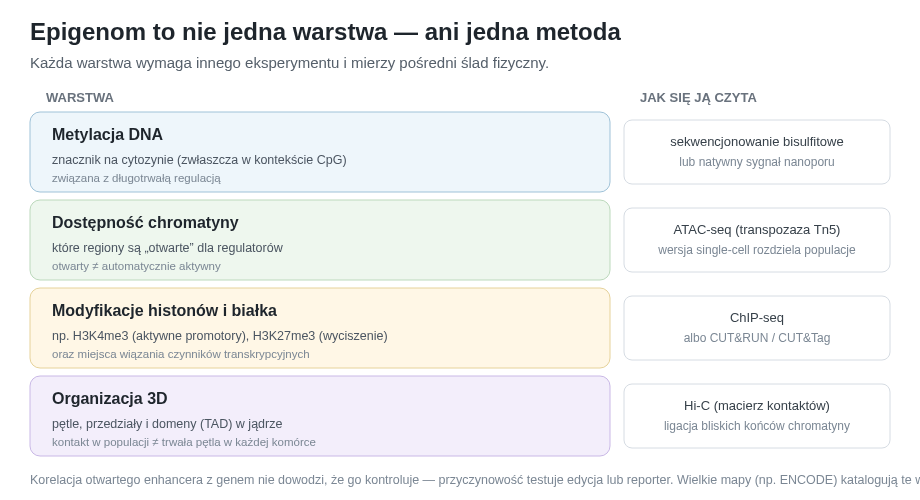 Najważniejsze warstwy pomiaru epigenomu. Konwersja lub natywny sygnał informują o modyfikacji zasad, ATAC-seq o dostępności, metody oparte na przeciwciałach o białkach i histonach, a Hi-C o częstości kontaktów przestrzennych.