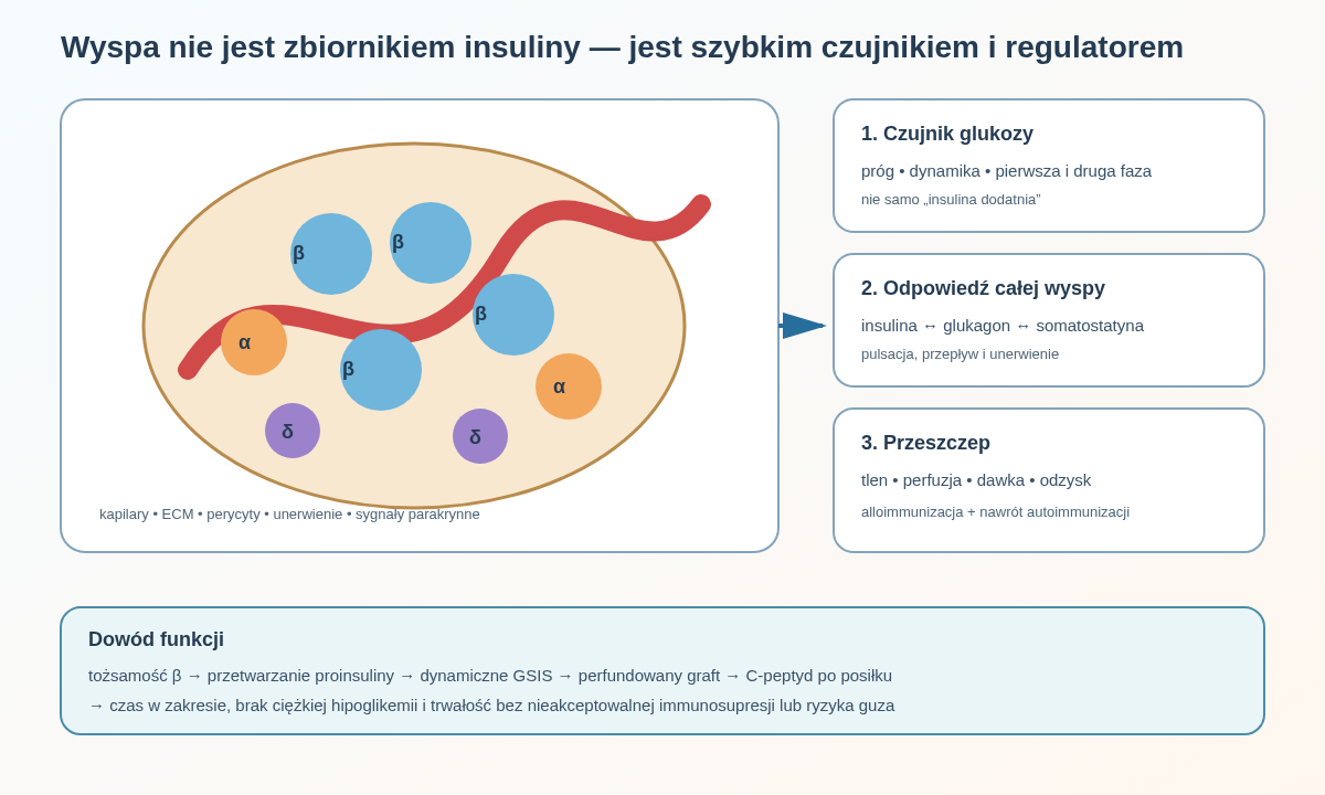 Funkcjonalna wyspa łączy komórki beta, alfa i delta z gęstymi kapilarami, macierzą i unerwieniem. Po transplantacji musi odzyskać perfuzję oraz pokonać niedotlenienie, odrzucenie i w cukrzycy typu 1 nawracającą autoimmunizację.